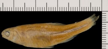 Media type: image; Ichthyology 31561